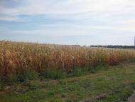 Хрещате з panoramio.com