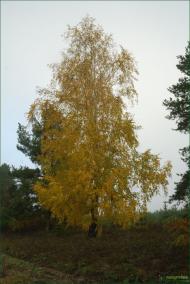 Зачепилівка з panoramio.com