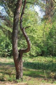 Піски-Радьківські з panoramio.com