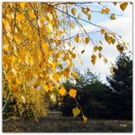 Пологи-Низ з panoramio.com