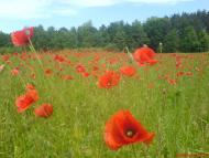 Корчин з panoramio.com