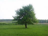 Сорока з panoramio.com