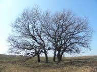 Медвежанка - Последние фото