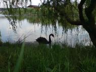 Мила з panoramio.com