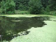 Любовичі з panoramio.com