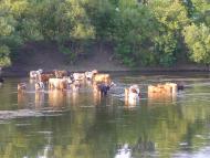 Саврань з panoramio.com