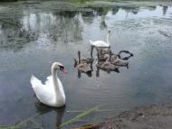 Комсомольське з panoramio.com