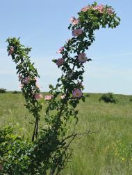 Цупки з panoramio.com - Цупки