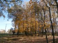 Плавинище з panoramio.com