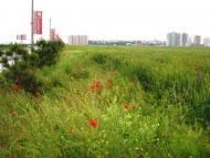 Молодіжне з panoramio.com