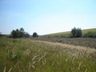 Бандурівка з panoramio.com