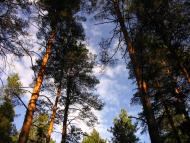 Андріївка з panoramio.com