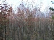 Пристроми з panoramio.com