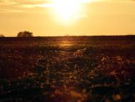 Новооріхівка з panoramio.com