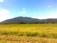 Пшеничники з panoramio.com