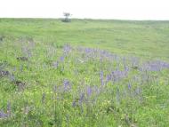 Єлизаветівка з panoramio.com