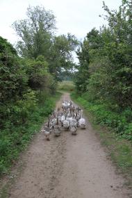 Деркачівка з panoramio.com