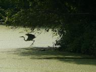 Луки з panoramio.com