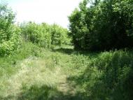 Брагинці з panoramio.com