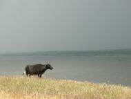 Кордон з panoramio.com