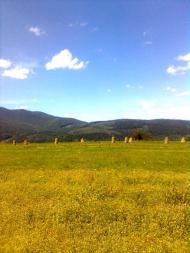 Пшеничники з panoramio.com