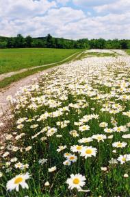 Підлисся з panoramio.com