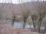 Золота Липа з panoramio.com