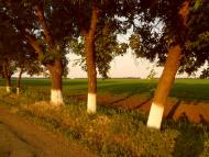 Ашуркове з panoramio.com