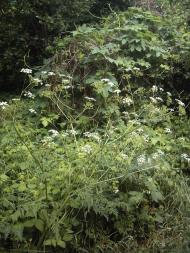 Коцюри з panoramio.com