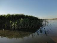 Лиманне з panoramio.com