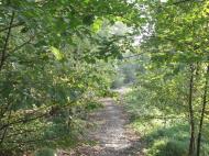 Хащеве з panoramio.com