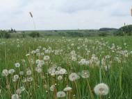 Смирнівка з panoramio.com