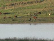 Вигода з panoramio.com