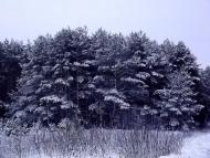 Лісопіль з panoramio.com