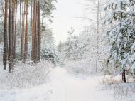 Червоний Донець з panoramio.com - Червоный Донец