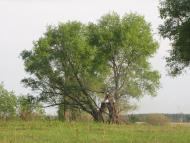 Сираї з panoramio.com