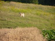 Острів з panoramio.com