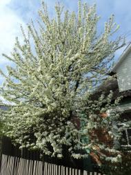 Краснопілля з panoramio.com