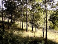 Травневе з panoramio.com