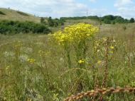 Сніжки з panoramio.com