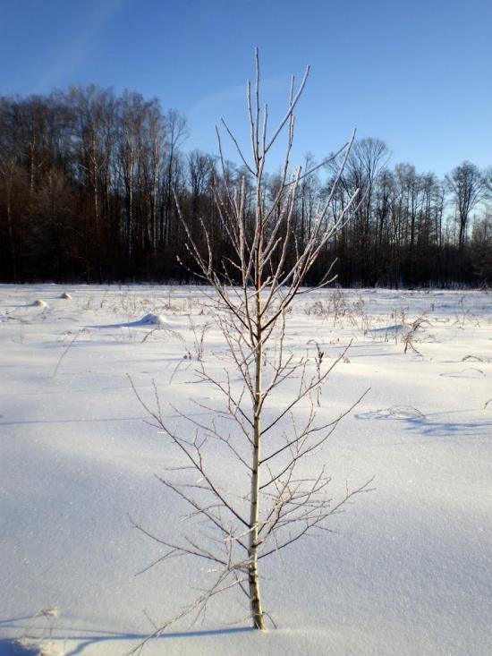 Чернявка з panoramio.com - Чернявка