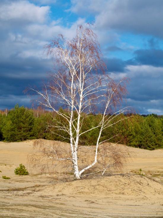 Кицівка з panoramio.com - Кицевка