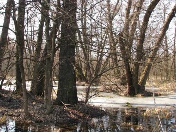 Підлісне з panoramio.com - Pidlisne
