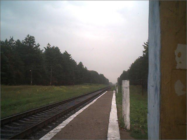 Кустолові Кущі з panoramio.com - Кустолові Кущі