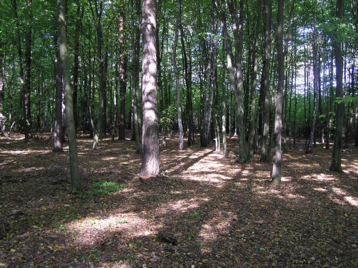 Струмок з panoramio.com - Струмок