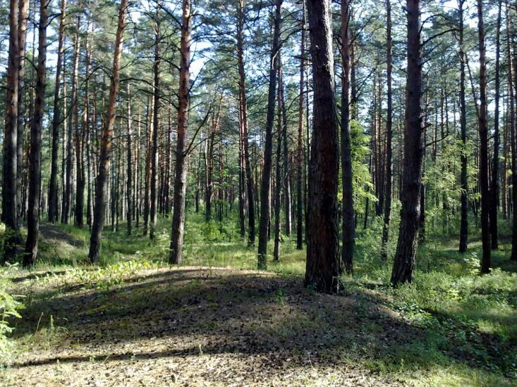 Семенягівка з panoramio.com - Семенягівка