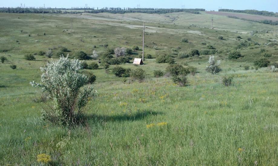 Рози Люксенбург з panoramio.com - Новое Шахово