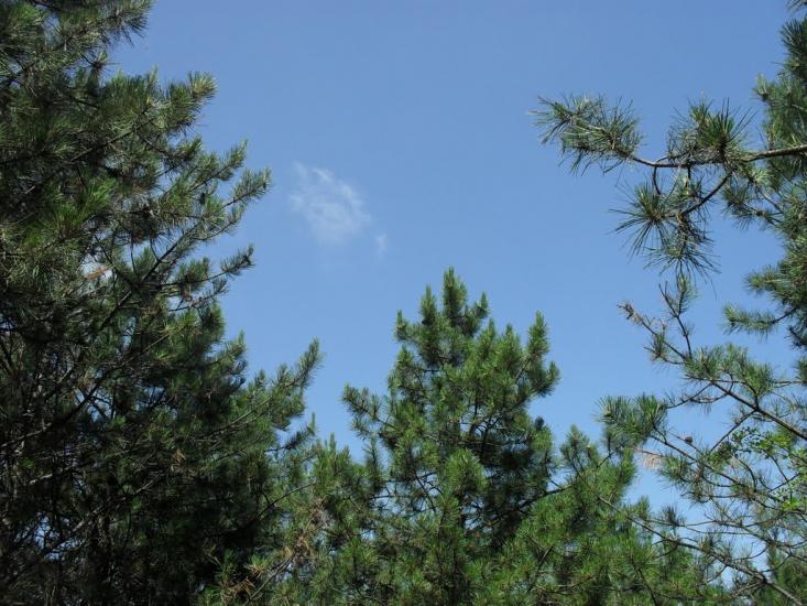 Калинівка з panoramio.com - Калинівка