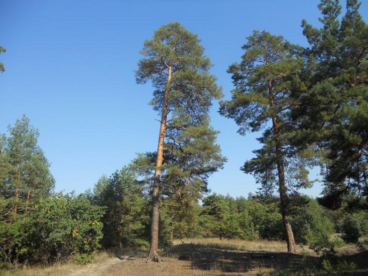 Черкаське з panoramio.com - Черкаське