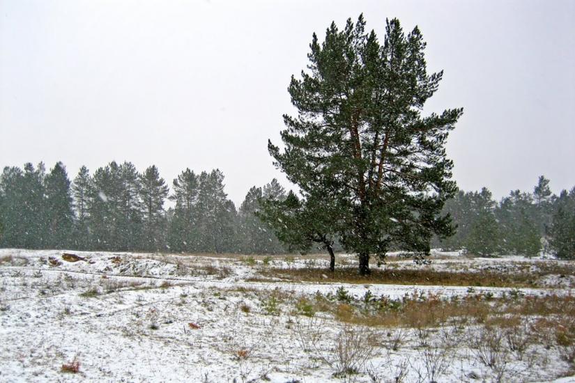 Гвардійське з panoramio.com - Гвардійське
